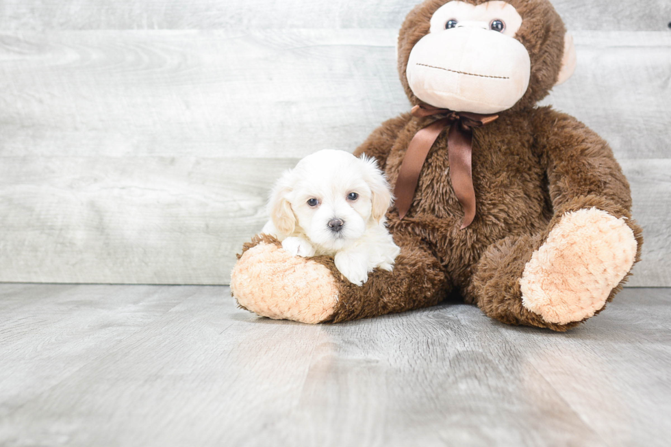 Popular Cavachon Designer Pup