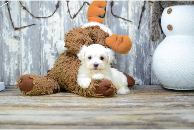 Friendly Havanese Baby