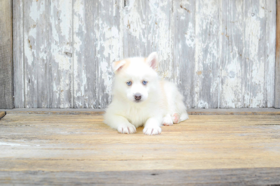 Pomsky Pup Being Cute