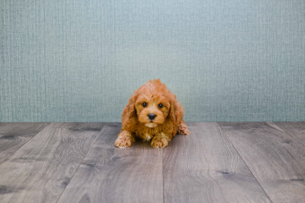 Fluffy Cavapoo Poodle Mix Pup