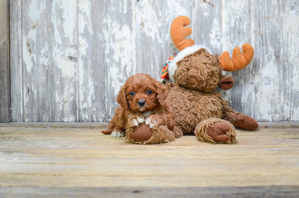 Friendly Cavapoo Baby