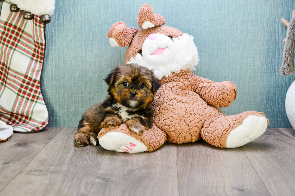 Shorkie Puppy for Adoption