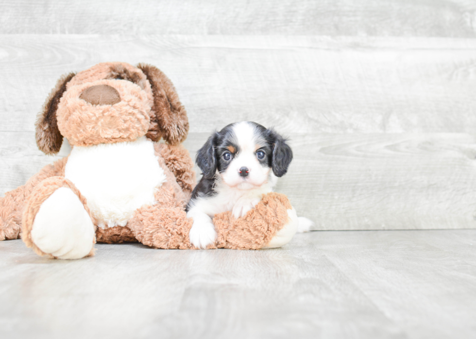 Fluffy Cavalier King Charles Spaniel Purebred Puppy