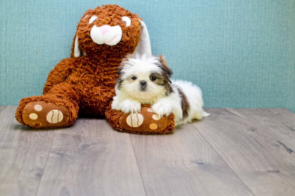 Best Shih Tzu Baby