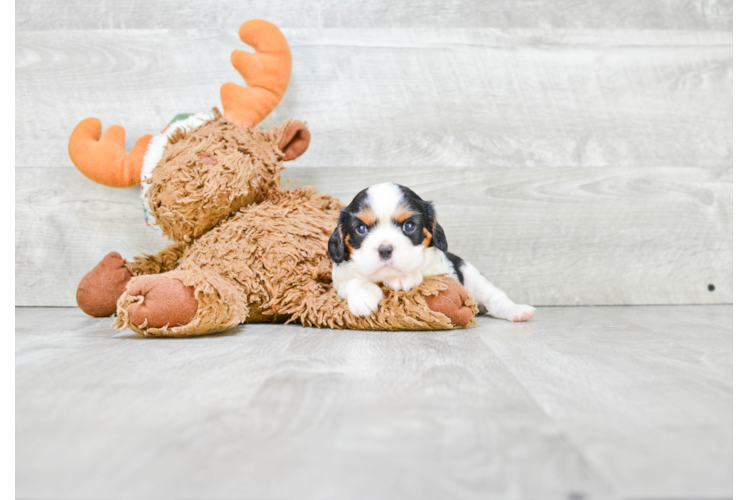 Cavalier King Charles Spaniel Pup Being Cute