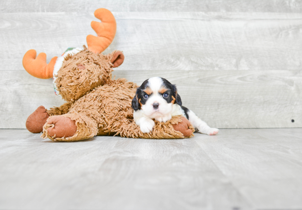 Cavalier King Charles Spaniel Pup Being Cute