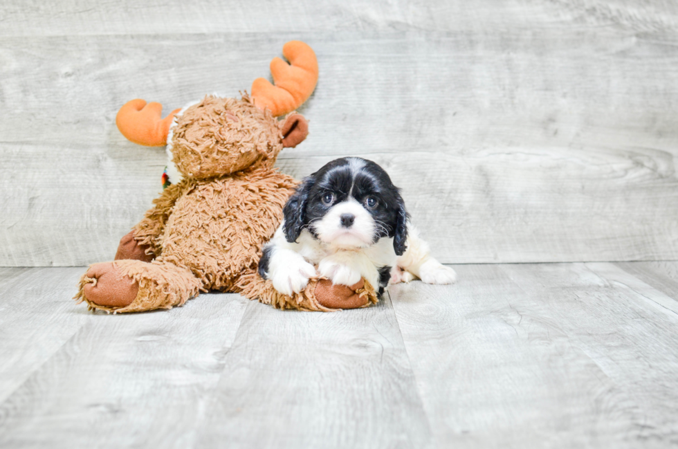 Cavalier King Charles Spaniel Puppy for Adoption