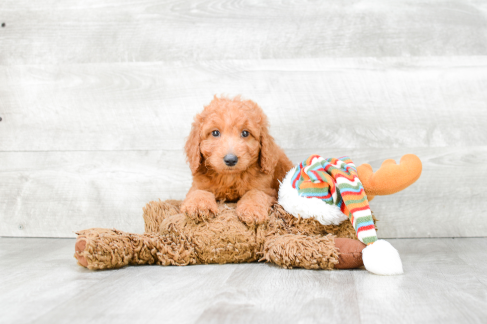 Hypoallergenic Golden Retriever Poodle Mix Puppy