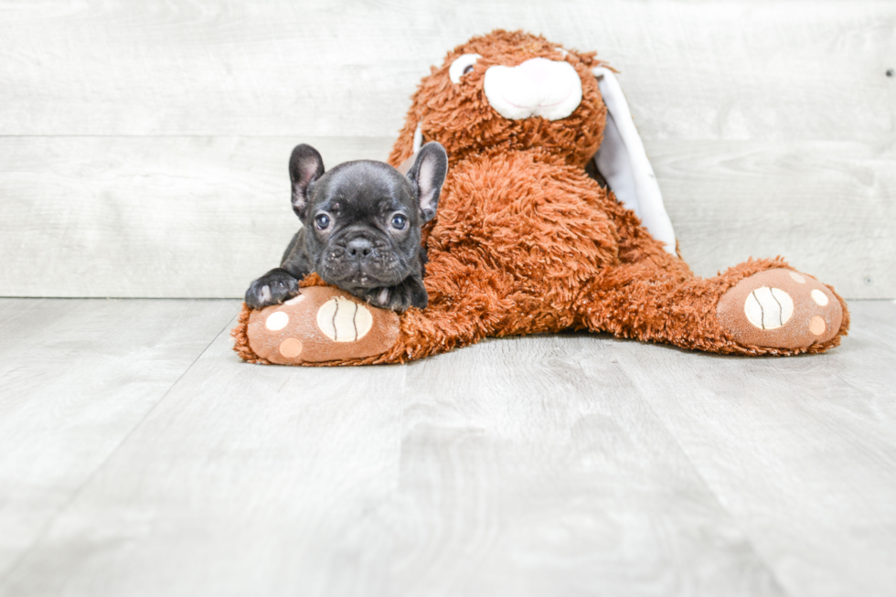 Akc Registered French Bulldog Baby