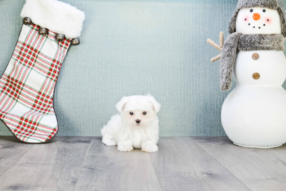 Funny Maltese Purebred Pup