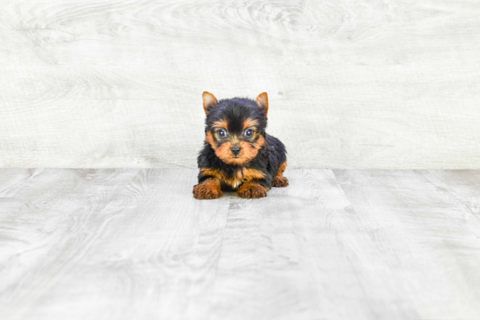 Meet Ronaldo - our Yorkshire Terrier Puppy Photo 