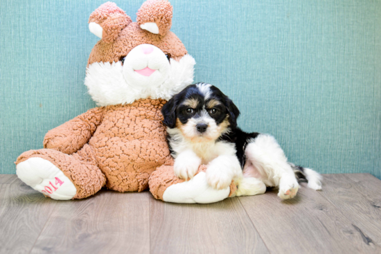 Smart Cavachon Designer Pup