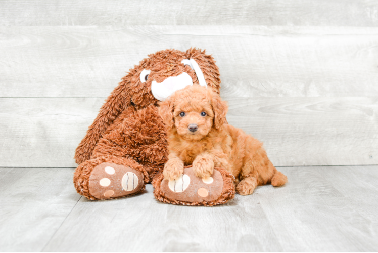 Friendly Mini Goldendoodle Baby