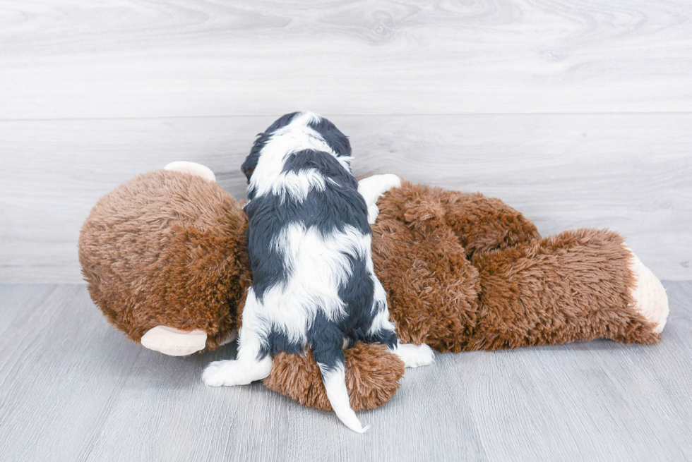 Cavalier King Charles Spaniel Puppy for Adoption