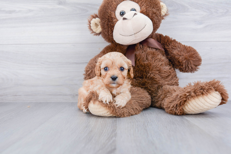 Sweet Cavapoo Baby