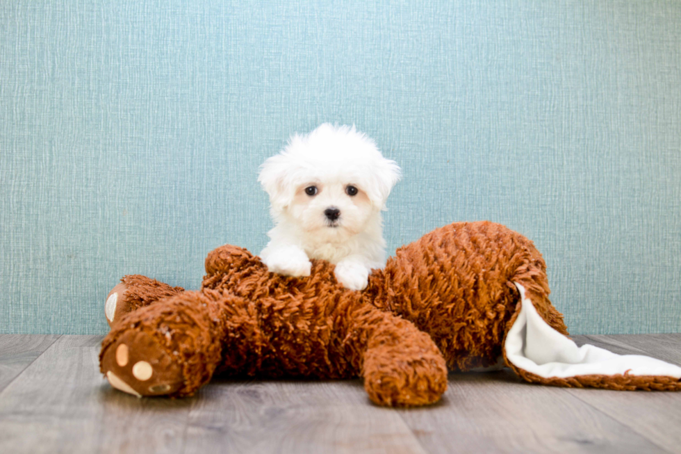 Happy Maltese Purebred Puppy