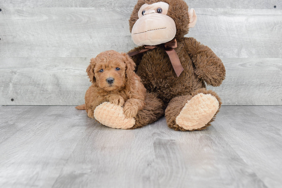 Fluffy Mini Goldendoodle Poodle Mix Pup