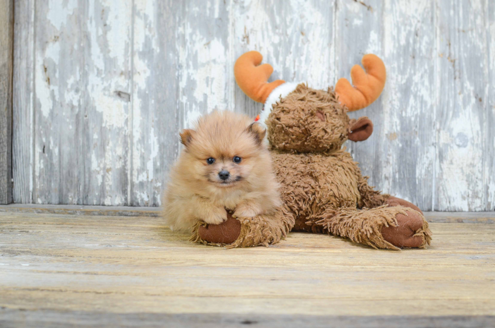 Pomeranian Puppy for Adoption