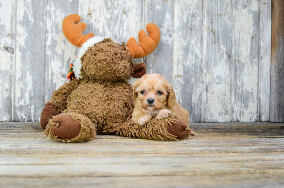 Cute Cavachon Baby