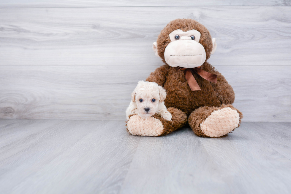 Best Maltipoo Baby