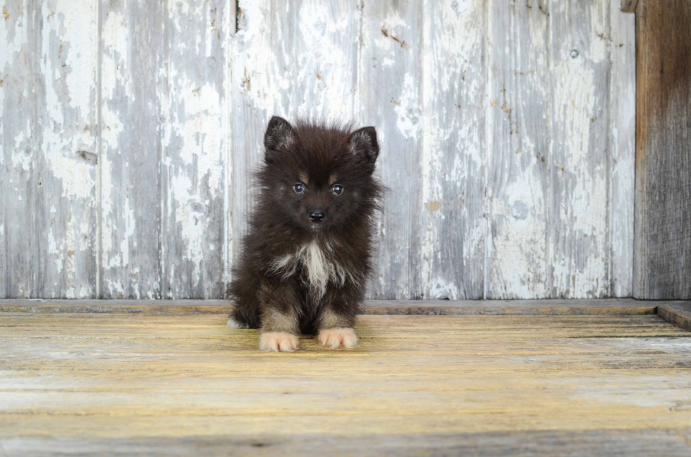 Best Pomsky Baby