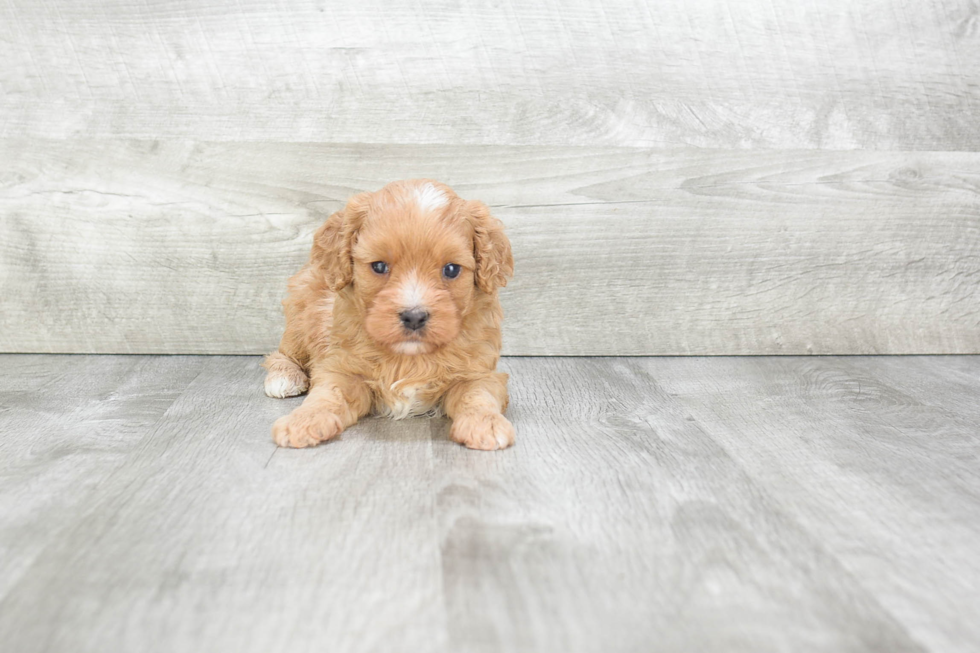 Adorable Cavoodle Poodle Mix Puppy