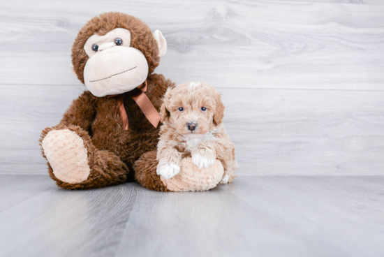 Best Maltipoo Baby