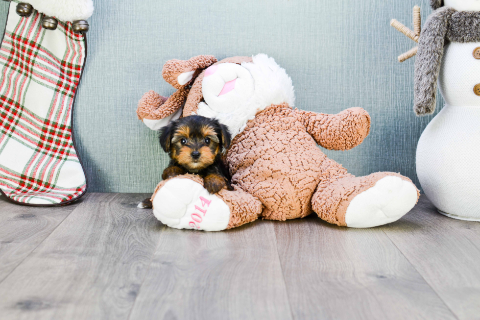 Meet Victoria - our Yorkshire Terrier Puppy Photo 