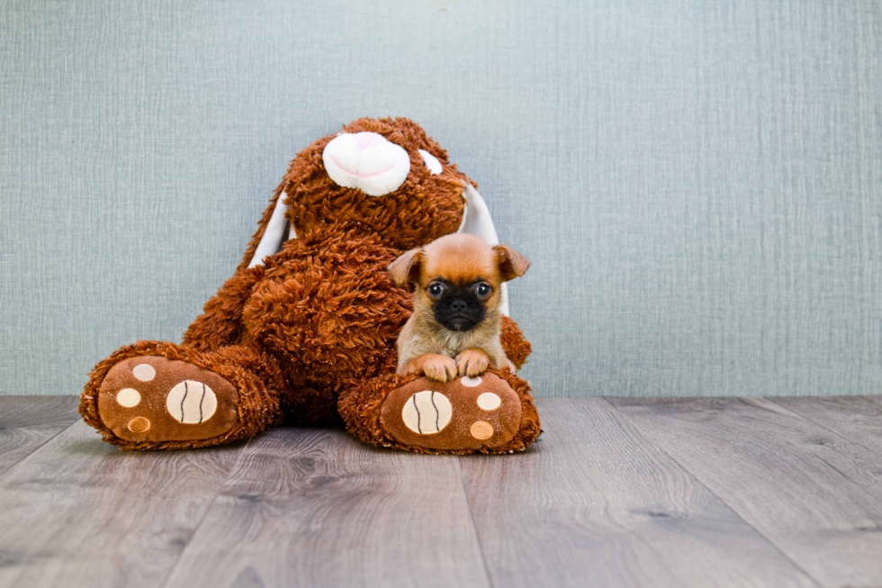 Brussels Griffon Pup Being Cute