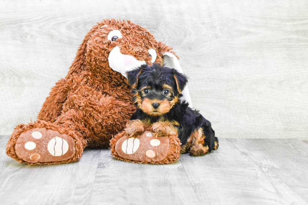 Meet Zoro - our Yorkshire Terrier Puppy Photo 