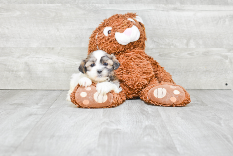 Fluffy Teddy Bear Designer Pup