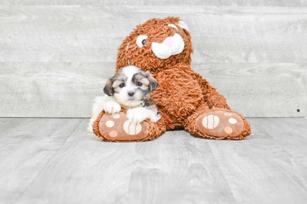 Fluffy Teddy Bear Designer Pup