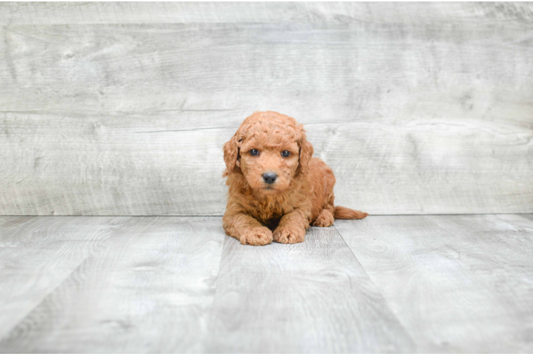 Energetic Golden Retriever Poodle Mix Puppy