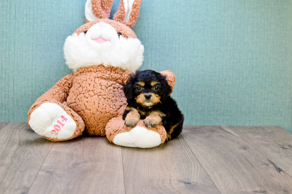 Meet Gwenith - our Cavachon Puppy Photo 