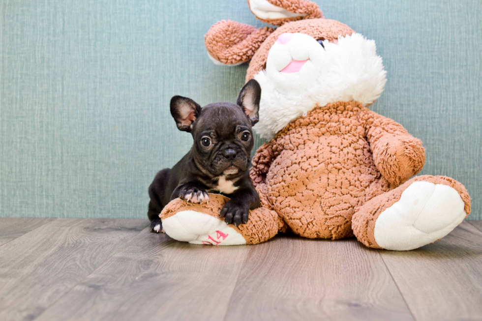 Hypoallergenic French Bulldog Baby