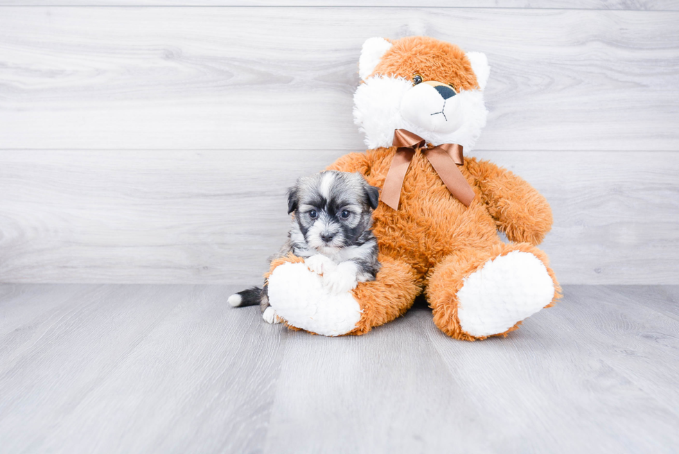 Petite Havanese Purebred Puppy