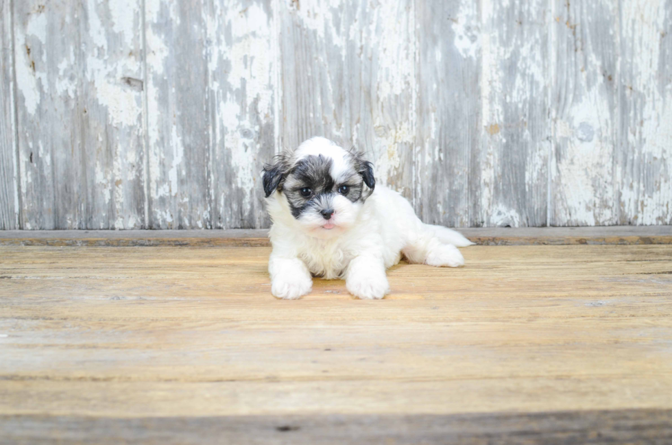 Playful Shichon Designer Puppy