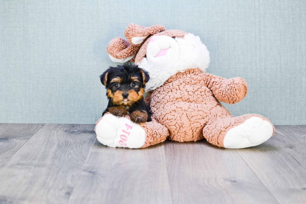 Meet Bella - our Yorkshire Terrier Puppy Photo 