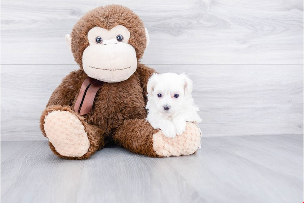 Best Maltipoo Baby