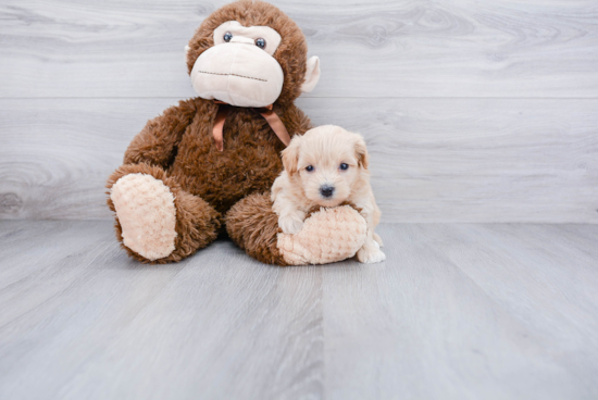 Hypoallergenic Maltepoo Poodle Mix Puppy