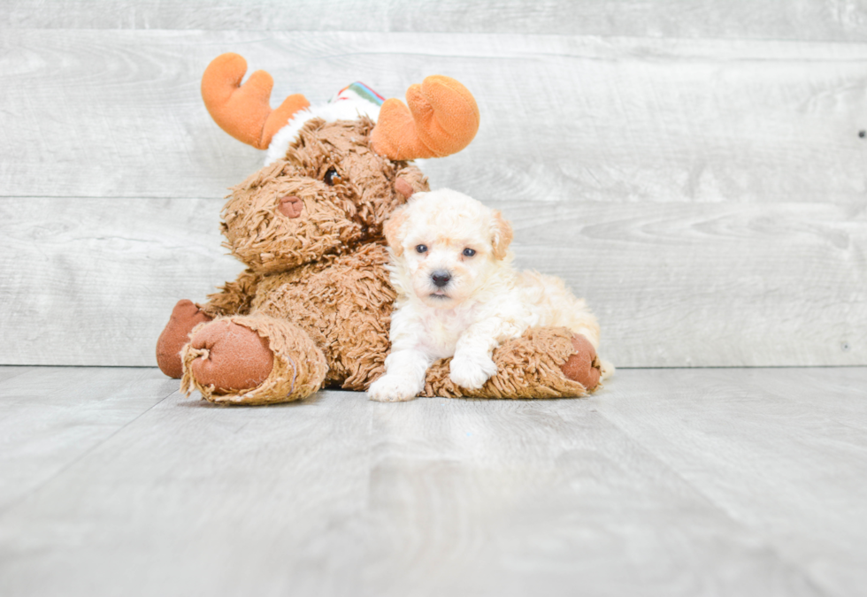 Happy Maltipoo Baby