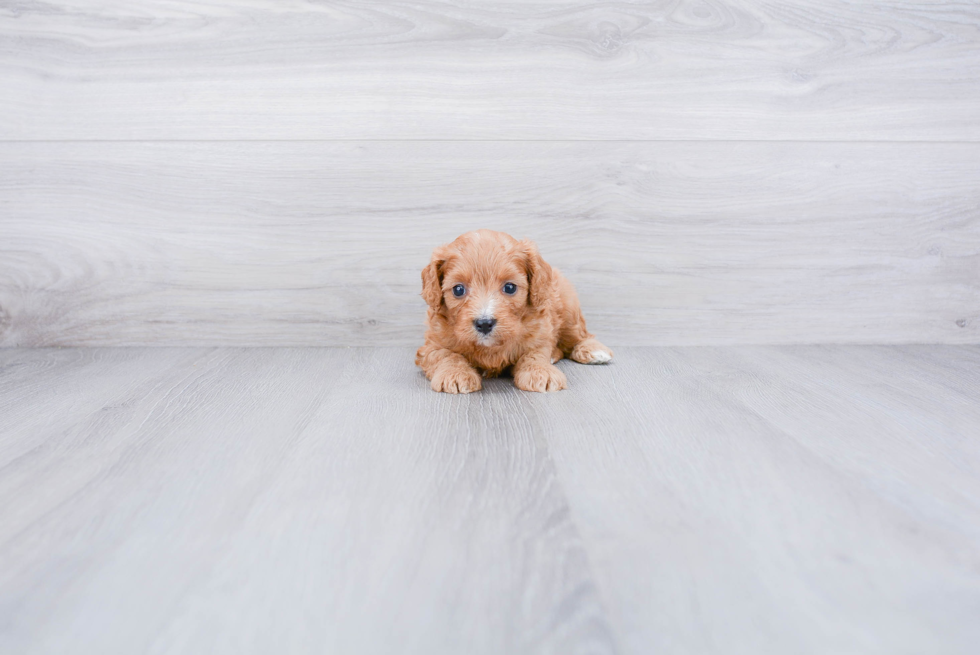 Best Cavapoo Baby