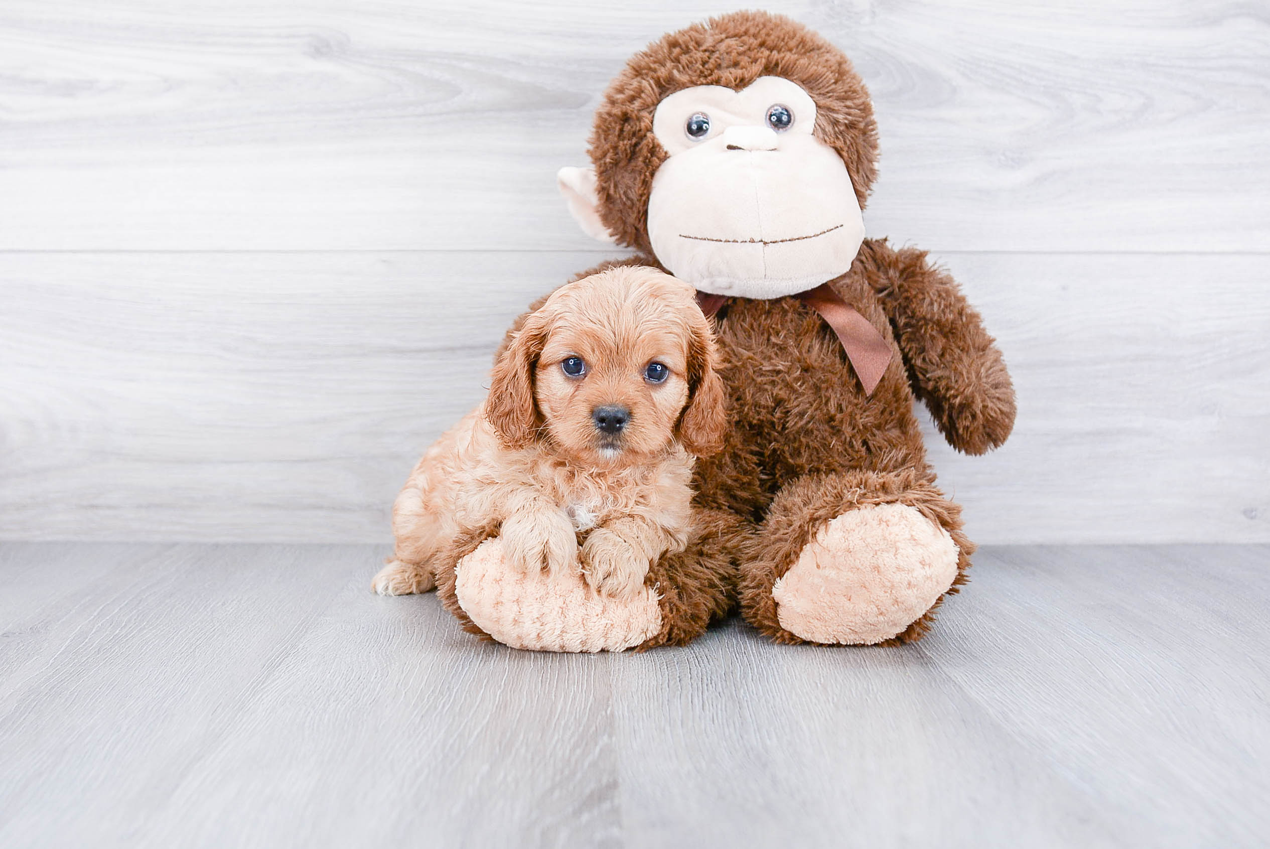 Fluffy Cavapoo Poodle Mix Pup