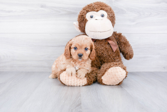 Fluffy Cavapoo Poodle Mix Pup