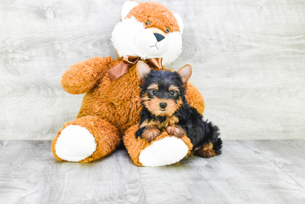 Meet Rascal - our Yorkshire Terrier Puppy Photo 