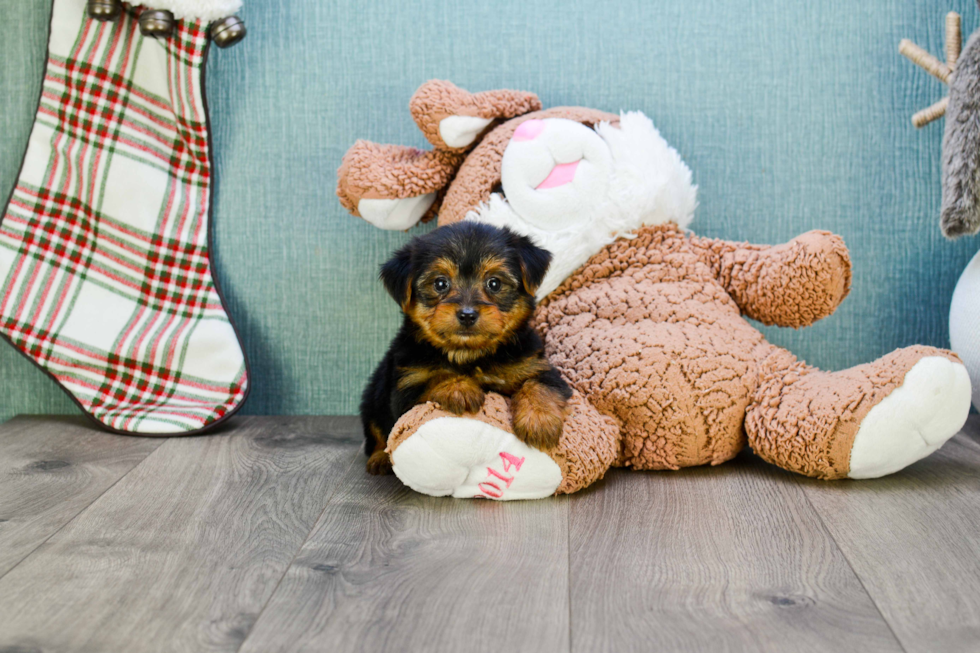 Meet Jeremy - our Yorkshire Terrier Puppy Photo 