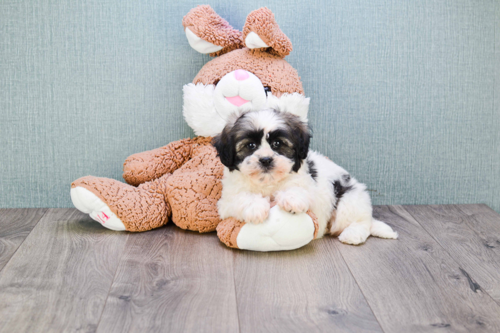 Popular Teddy Bear Designer Pup