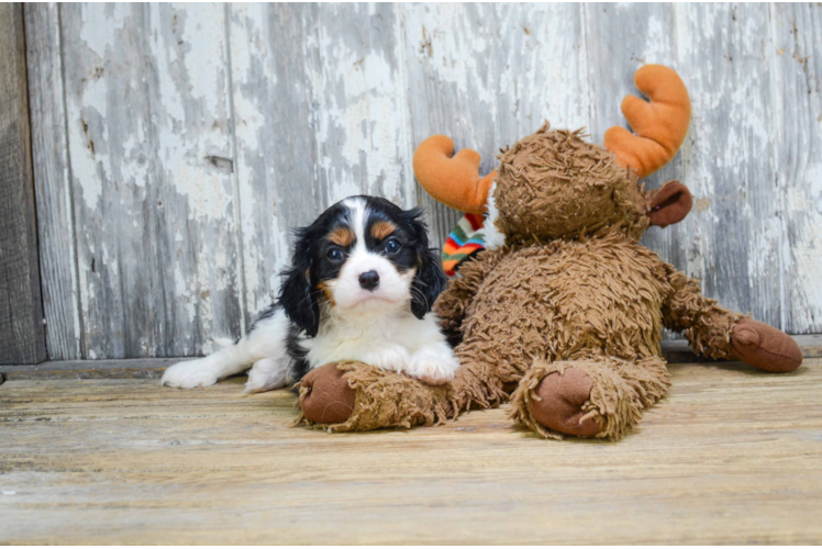 Energetic Cavalier King Charles Spaniel Purebred Puppy