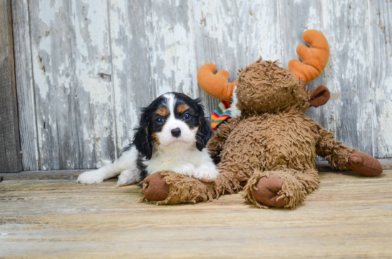 Energetic Cavalier King Charles Spaniel Purebred Puppy