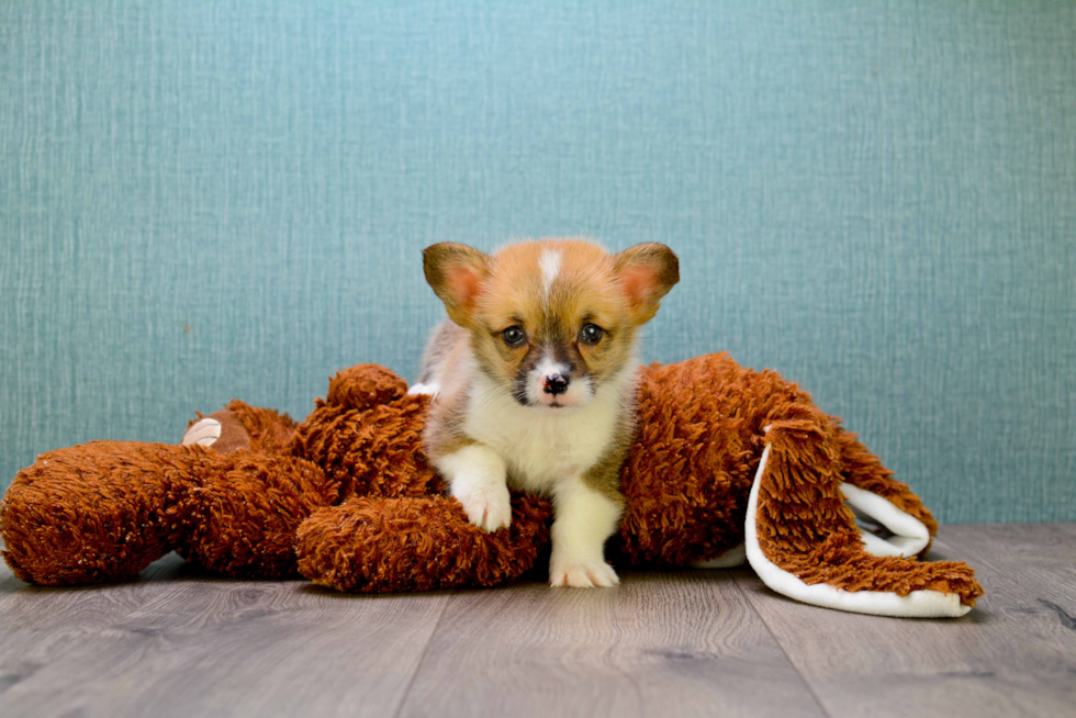 Cute Welsh Corgi Baby